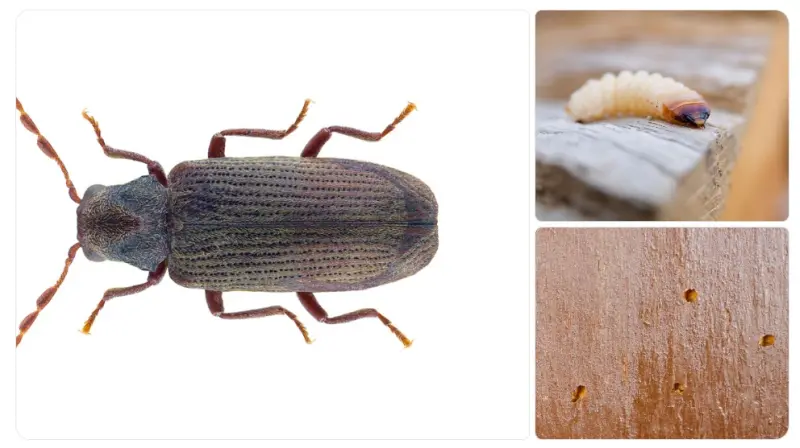 Szkodnik drewna i dezynsekcja azotem