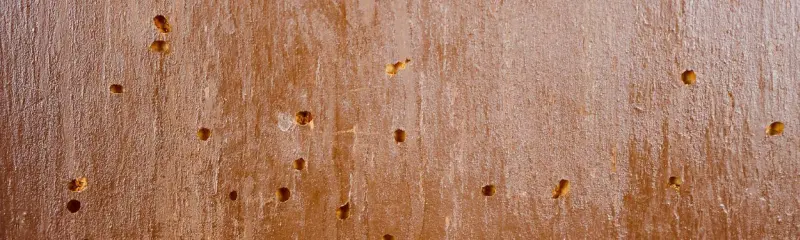 kołatek-domowy-objawy